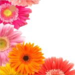 Gift card – Gerbera – 100 pieces - Image 2
