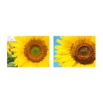 Gift card – Sunflowers – 100 pieces - Image 2