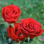 Geschenkkarte – Rosen – 20 Stück – Bild 2