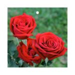 Geschenkkarte – Rosen – 20 Stück