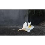 Sympathy Card - "Flower" - 20 Pieces