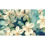 Rouwkaart - "Bloesem wit" - 20 Stuks