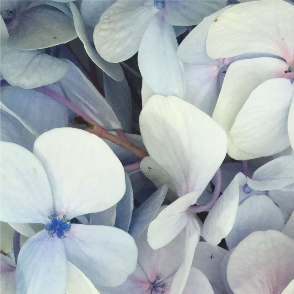 Rouwkaart – Zachtblauwe en paarse bloemen – 20 Stuks